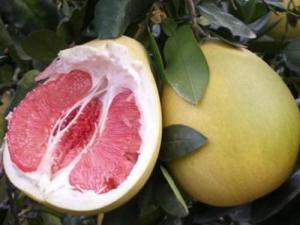 什么人不能吃柚子？柚子的营养价值和食用禁忌