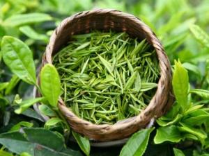 ​喝绿茶有减肥的功效吗？喝绿茶能减肥吗