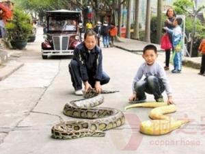 东莞遛蛇哥父子俩当街遛蟒蛇宠物引人围观
