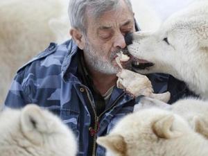 德国79岁男子统领狼群 用嘴给狼群喂食表示亲近