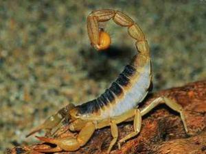 ​野外蝎子螫伤的急救方法