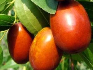 红枣的功效与作用及食用方法