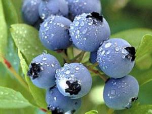 吃蓝莓有什么好处？蓝莓怎么吃？蓝莓的功效与作用