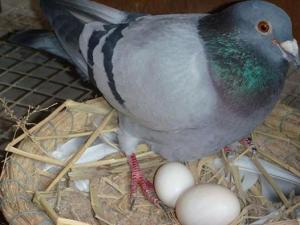 鸽子蛋的营养价值-吃鸽子蛋的好处