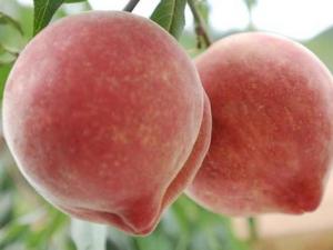 水蜜桃的营养价值-水蜜桃的功效与作用