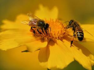 花粉的功效与作用-花粉怎么吃