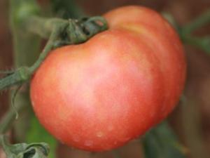 未成熟的西红柿能吃吗？吃生西红柿好吗