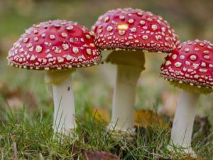 ​如何鉴别有毒蘑菇？怎样识别有毒蘑菇
