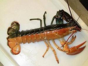 美国渔民捕获罕见奇特双色对称龙虾