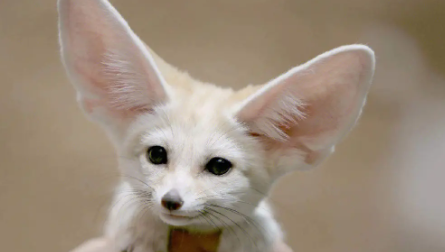 CNN评选世界最可爱动物第一名——耳廓狐