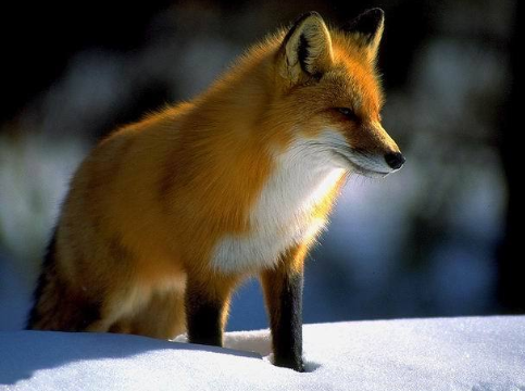 狐狸的种类