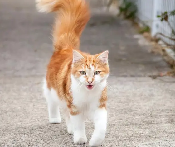 猫咪立着尾巴时，代表不同的含义